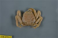 藏品(顆粒擬關公蟹)的圖片